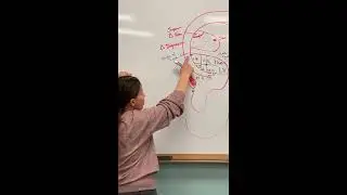 Class 2 Whiteboard Representations 3