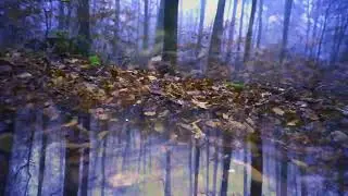 Embarking Forests: Walking Mirrors Echoing Earth Star Chakra Origins