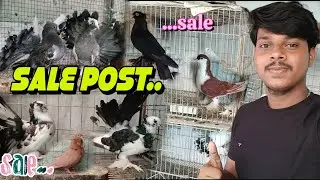 আমার নিজস্ব Loft এর কিছু পায়রা sale আছে❤😓. প্রয়োজন হলে যোগাযোগ করুন🙂. #petlover #petsvlog