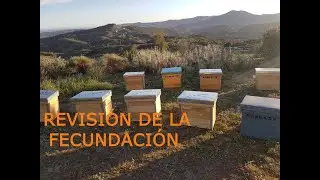 Revisión de la Fecundación de las Colmenas Layens