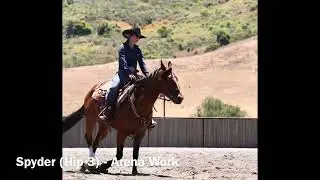 Spyder arena work (2025 Hip 3)