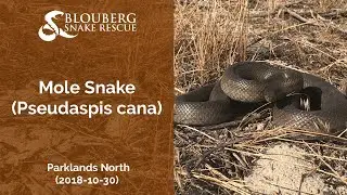 Mole Snake near Parklands, Cape Town (20181030)