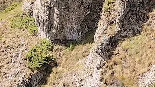 Wild Mountain Goats napping in Balkan Mountains in Bulgaria- Amazing Nature and animals #136