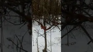 желешки на веточках