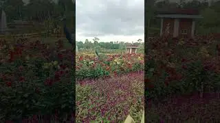 പൂപ്പൊലി😍 #wayanad #ambalavayal #pooppoli #garden