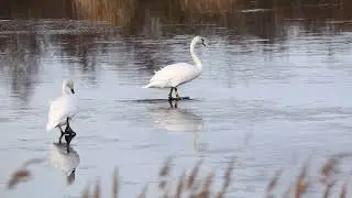 Treading on thin ice! #ice #winter #swans