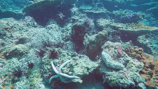 Most Awesome Diving - The Sea Cucumber