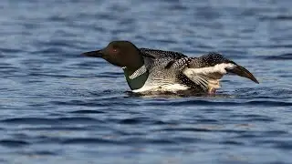 Plongeon huard / Common Loon