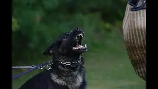 Civil BITES with a MALINOIS - How to train a protection dog