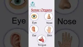 Sense Organs #shorts #youtubeshorts