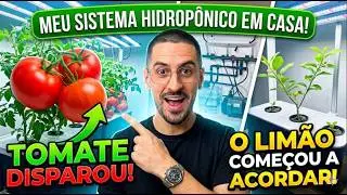 “Meu Sistema Hidropônico em Casa: O Tomate Disparou e o Limão Começou a Acordar!”