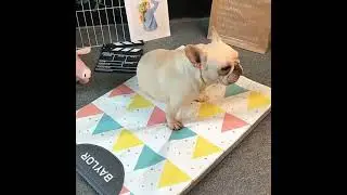Pet Dog Bed Soft Mat Cooling Summer Pad Mat Pet Blanket Sofa Breathable Dog Bed | Dog & Cat Supplies