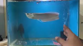 Arowana Fish Ka 6 Months Growth Result | Shuruaat Se Ab Tak! 🐟🔥