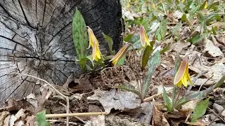The Slice | Hunting Spring Wildflowers