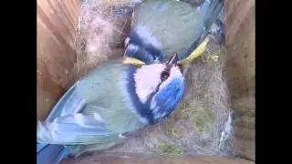 Blue Tits 07052014 - Hatching Pt1