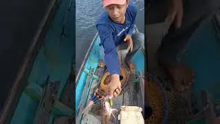 ketika dapat MJ #mancing #strek #troling