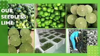 VIETNAM GREEN FRESH SEEDLESS LIME HIGH QUALITY FOR EXPORT Kaylin 0084817092069 WA
