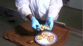 Πως ανοίγω γυαλιστερές