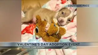 PACC hosting special Valentine's Day adoption event