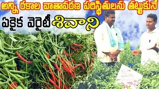 best chilli seeds variety in india || telugu agriculture videos