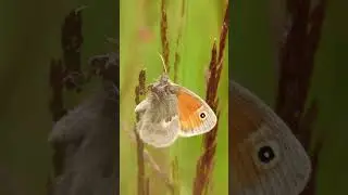 Small Heath Butterfly #nature #wildlife
