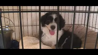 Austin business donates HVAC system to animal rescue