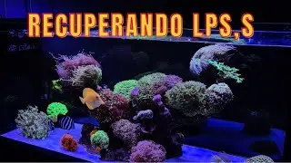 Tentando recuperar alguns corais! aquário marinho