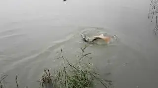 Fishing Big Capture Carp Ebro River Spain