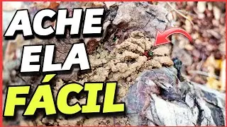 Como achar abelhas Jandaíras na natureza, para arma iscas pets.