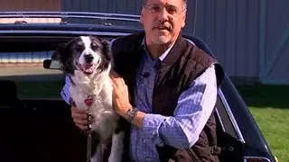 Smarter Driver: Tips on keeping your dog safe in the car