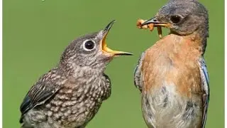 ASMR birdwatching  noisy#babybirds #rain #backyardbirds #backyardbirdwatching   #birds