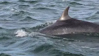 Delfiner i Thybor&oslash;n (Danmark)