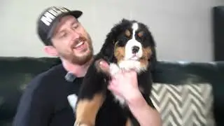 Ingie's Bernese Mountain Dog Litter Reveal!