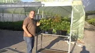 Die Magical Hypericum