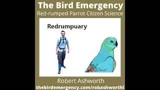 Red-rumped Parrot Citizen Science 