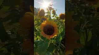 Sunflower #fall #oregon #sunflower