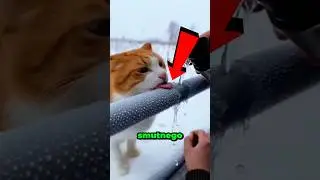 In the cold, the cat's tongue got stuck to the metal railing 🐱❄️