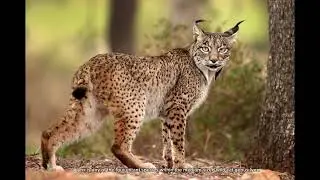 Fun fact:lynx