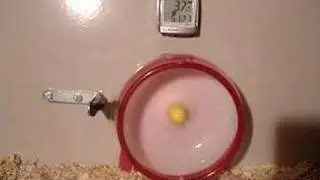 My hamsters in their high-speed wheel ( so so funny ... ) &copy;