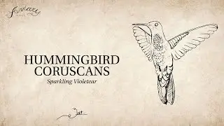 Aviary Collection - Colibri Coruscans