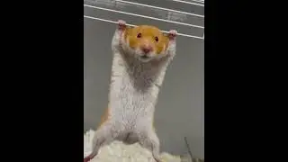 Funny hamster🤣#funny #funnypets #pets #funnyanimals #dog #cute #hamsters ter