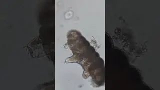 Tardigrade found December 23, 2022 200x.