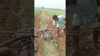 AGRICULTURE DRONE SPRAYER SPRAYING IN TOBACCO FIELD #shorts