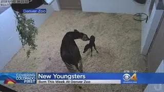 Meet 2 Newborns At Denver Zoo