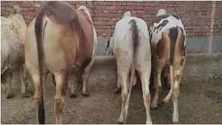 SS Tv Cattle Farm And Palai Center New Entry | Multan Cattle Farm |