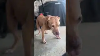 Окаменевшей собаке нужна помощь приёмной сестры, чтобы научиться собачьему искусству | Додо