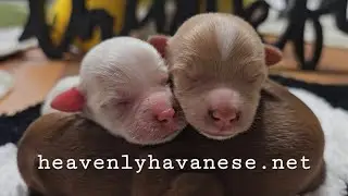 Heavenly Havanese &trade;️  Carly Just Had 3 Girls!!!