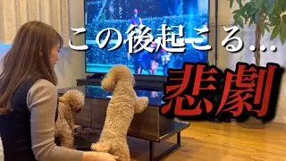 【年末年始の悲劇】うちの3匹は仲が良いのか悪いのか…笑