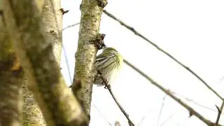Erlenzeisig Gesang