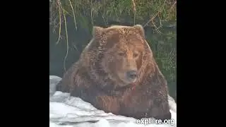 Bear&rsquo;s Perfect Water&ndash; Nature&rsquo;s Bear :#BearVsFish #NatureInAction